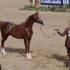 Клуб по конен спорт Давид - Перник